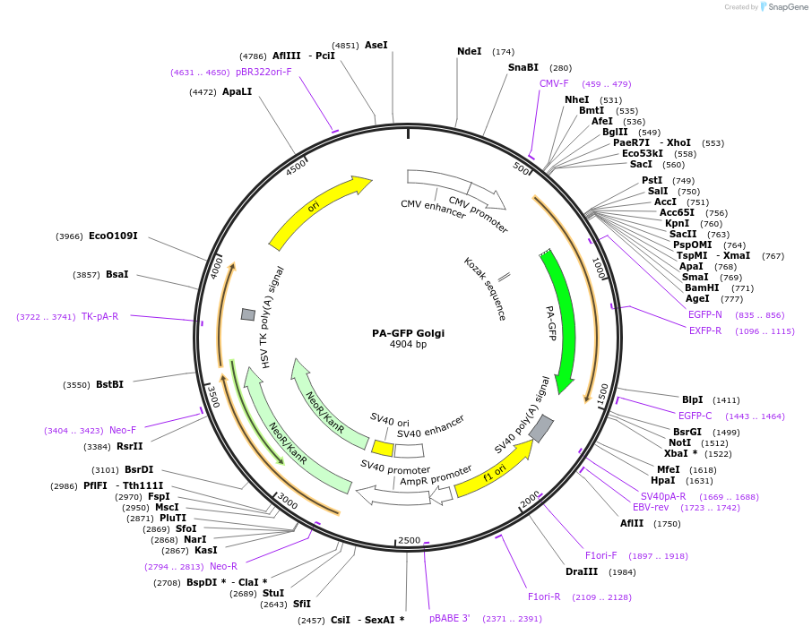 57164-plasmid-map-sequence-id-189268