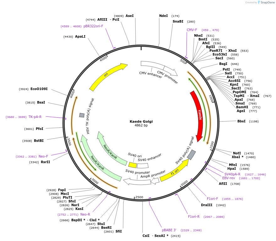 57317-plasmid-map-sequence-id-189270