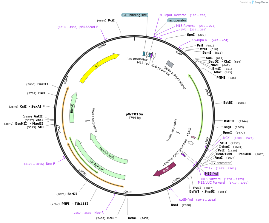 96878-plasmid-map-sequence-id-189281