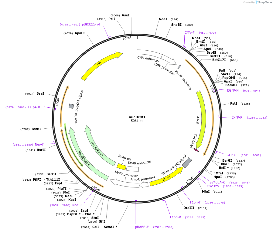 97424-plasmid-map-sequence-id-189286