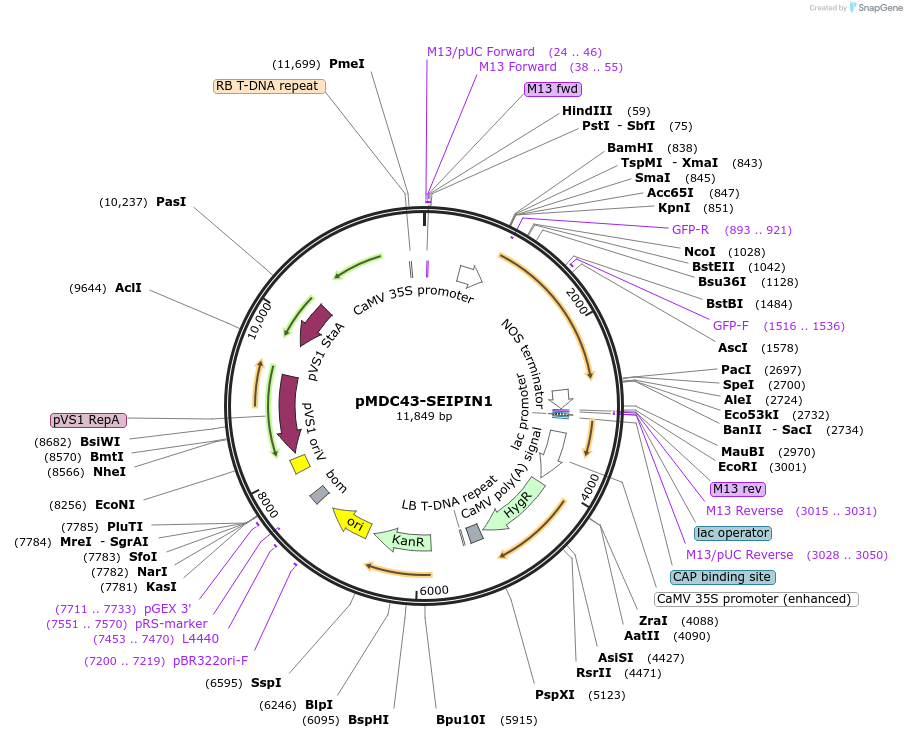 96976-plasmid-map-sequence-id-189287