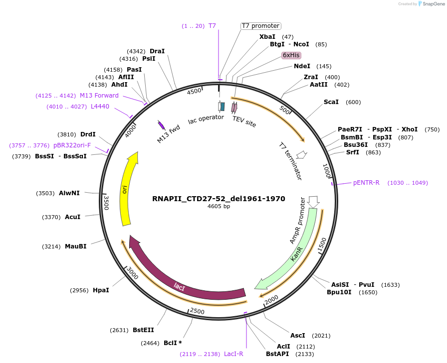 98680-plasmid-map-sequence-id-189293