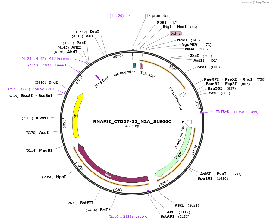 98682-plasmid-map-sequence-id-189295