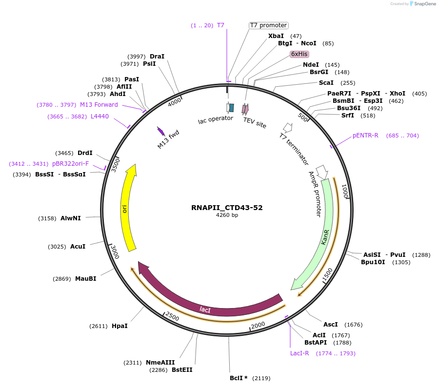 98684-plasmid-map-sequence-id-189299
