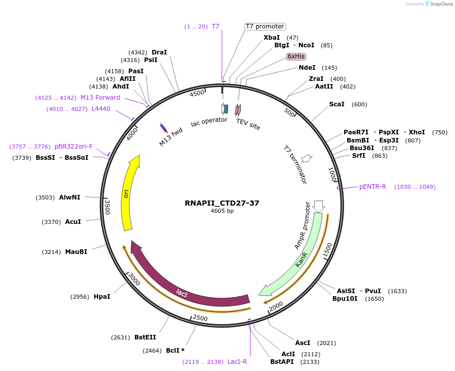 98686-plasmid-map-sequence-id-189301