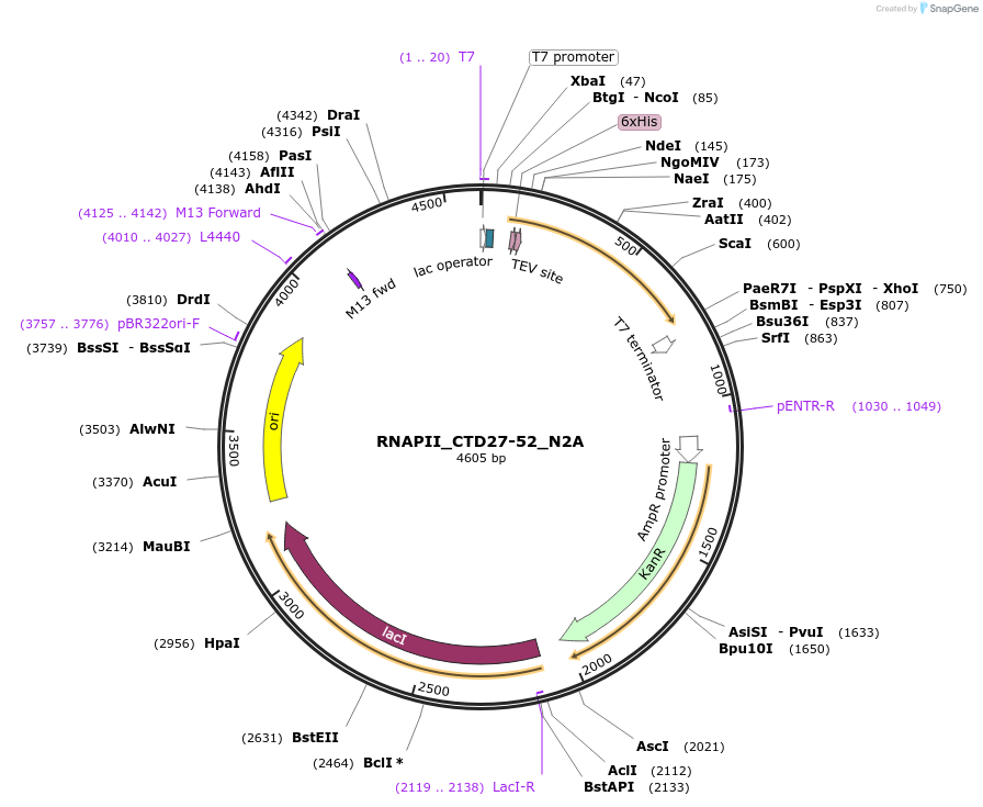 98677-plasmid-map-sequence-id-189302
