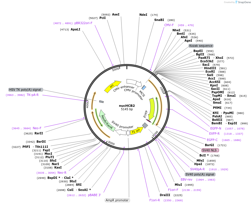 98581-plasmid-map-sequence-id-189303