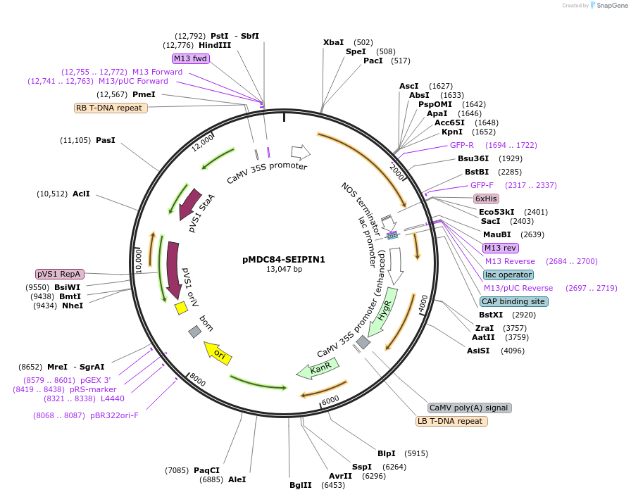 96979-plasmid-map-sequence-id-189304
