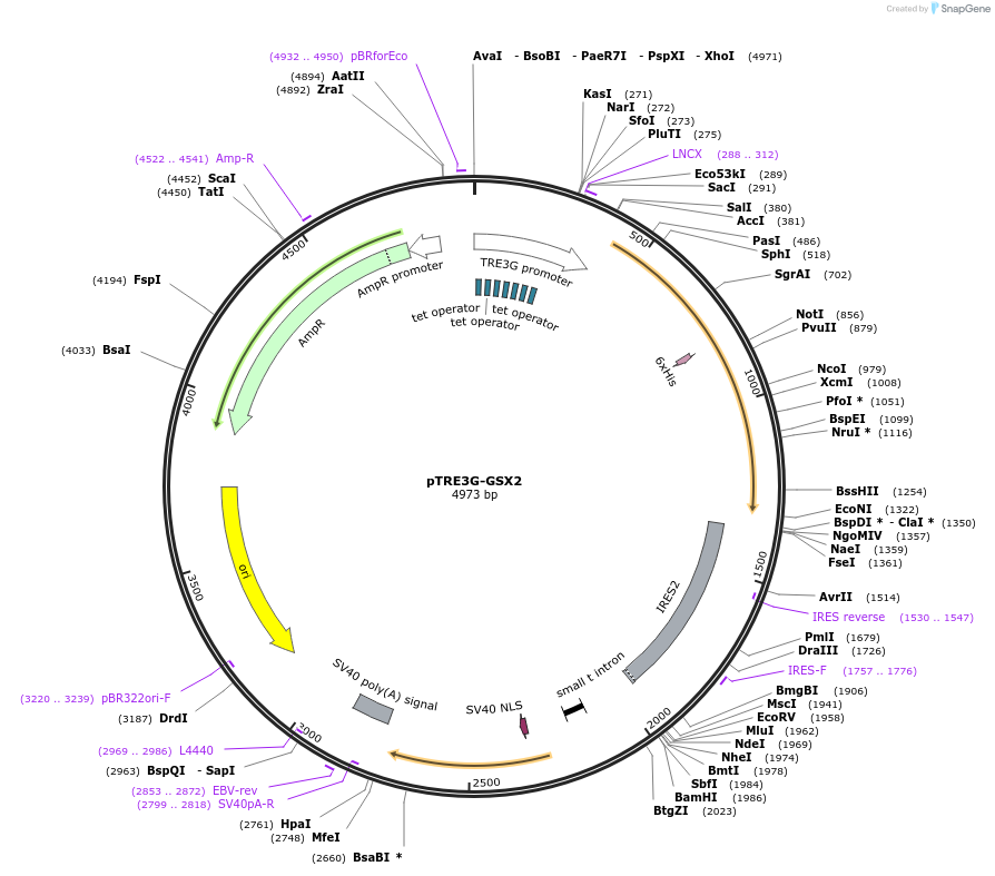 96964-plasmid-map-sequence-id-189314