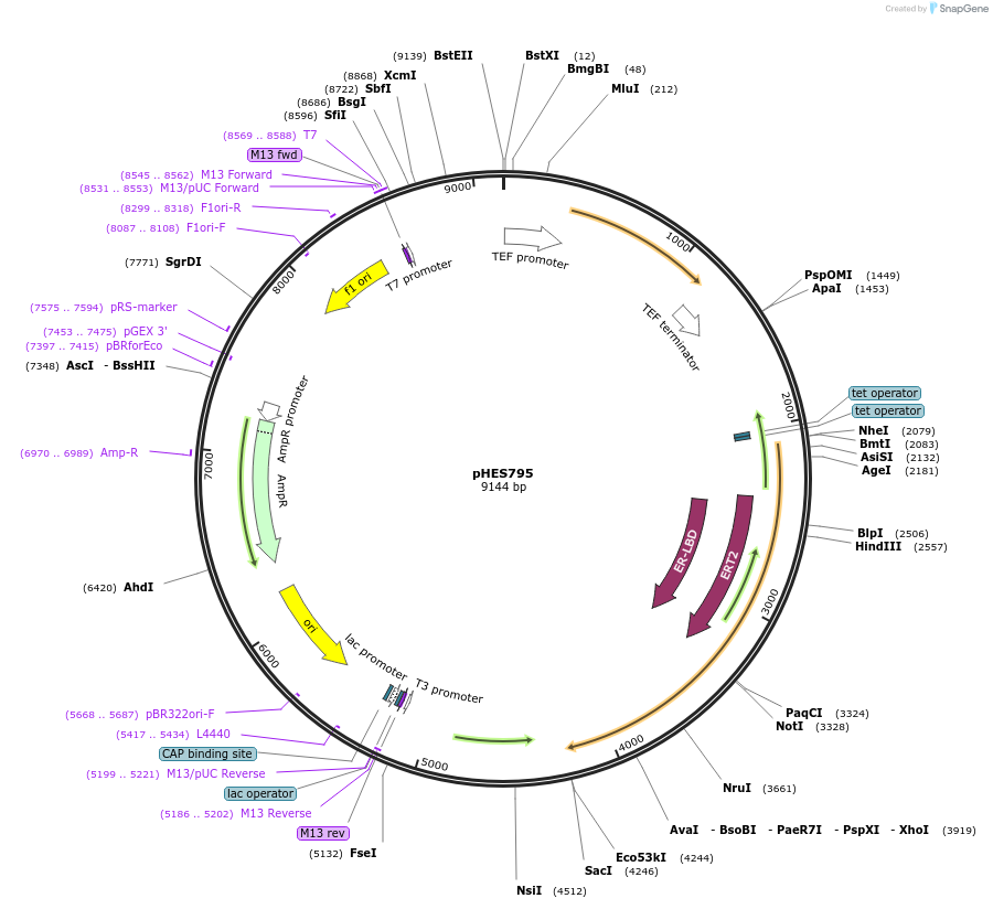 87943-plasmid-map-sequence-id-189316