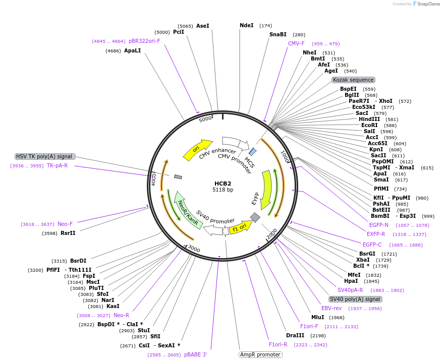 98583-plasmid-map-sequence-id-189321