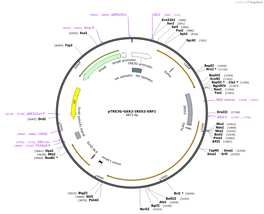 96966-plasmid-map-sequence-id-189322