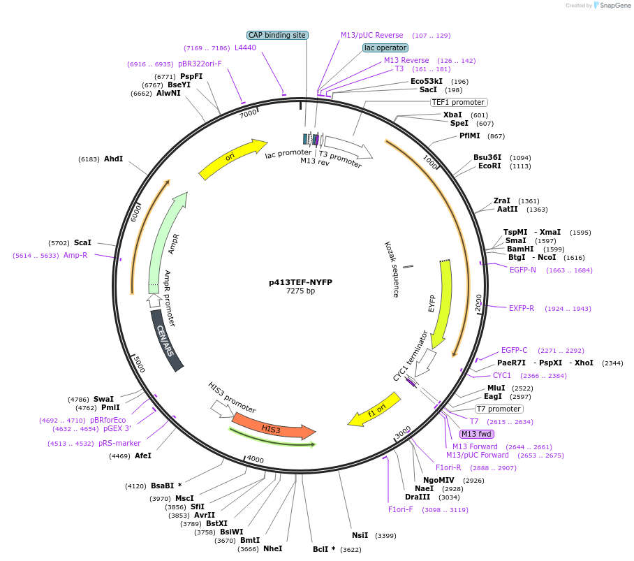 99557-plasmid-map-sequence-id-189333