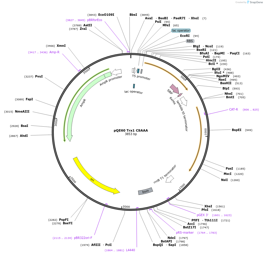 98401-plasmid-map-sequence-id-189336