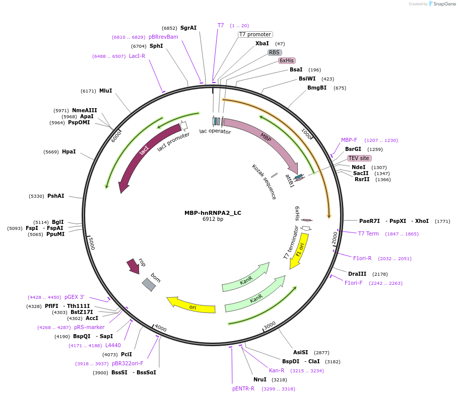 98661-plasmid-map-sequence-id-189348