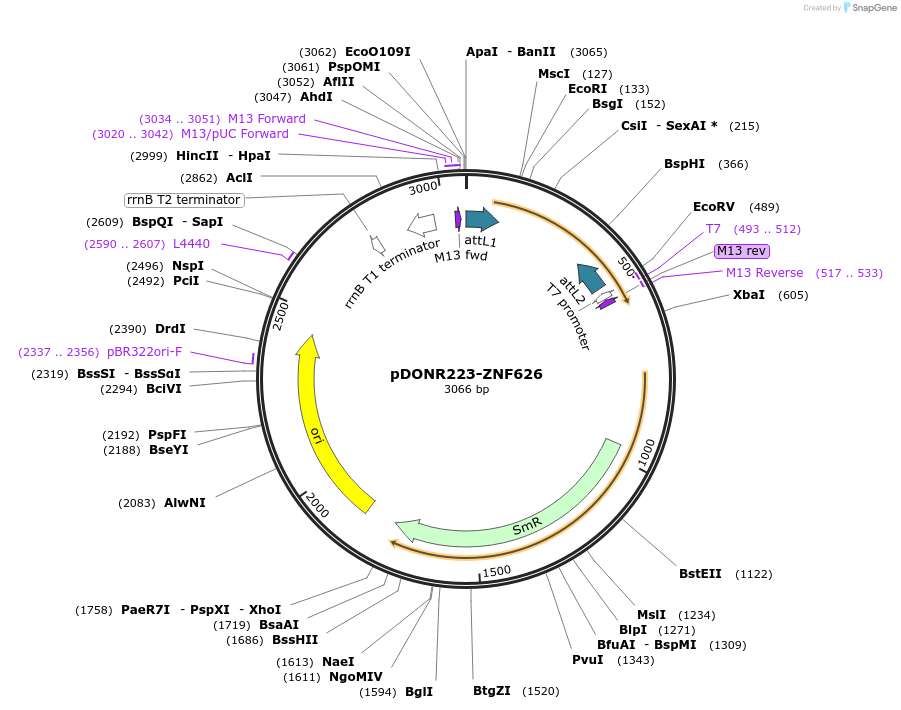 88002-plasmid-map-sequence-id-189350