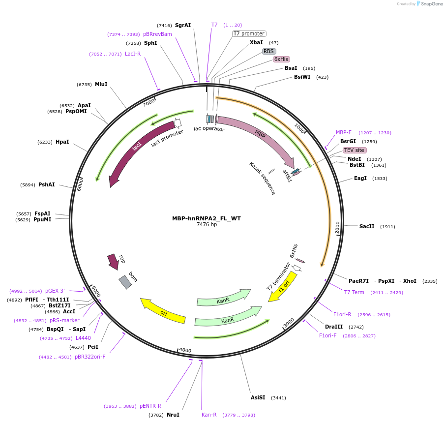 98662-plasmid-map-sequence-id-189352