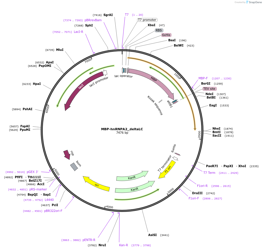 98664-plasmid-map-sequence-id-189354