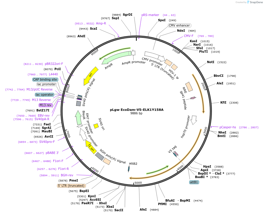 98608-plasmid-map-sequence-id-189405
