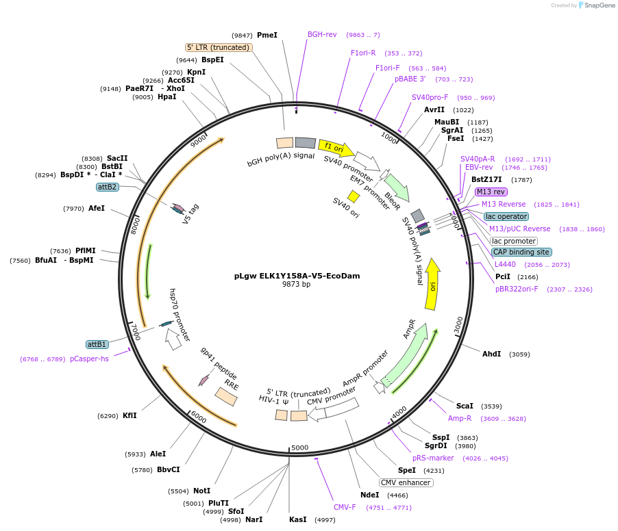 98609-plasmid-map-sequence-id-189409