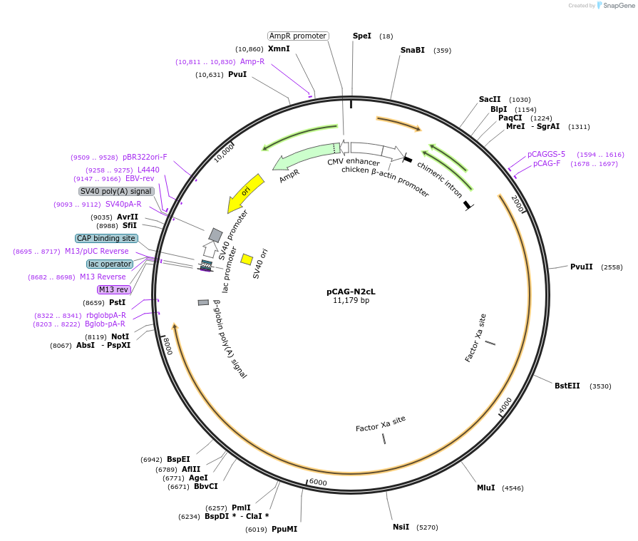100812-plasmid-map-sequence-id-189505