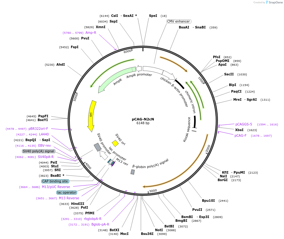100801-plasmid-map-sequence-id-189511