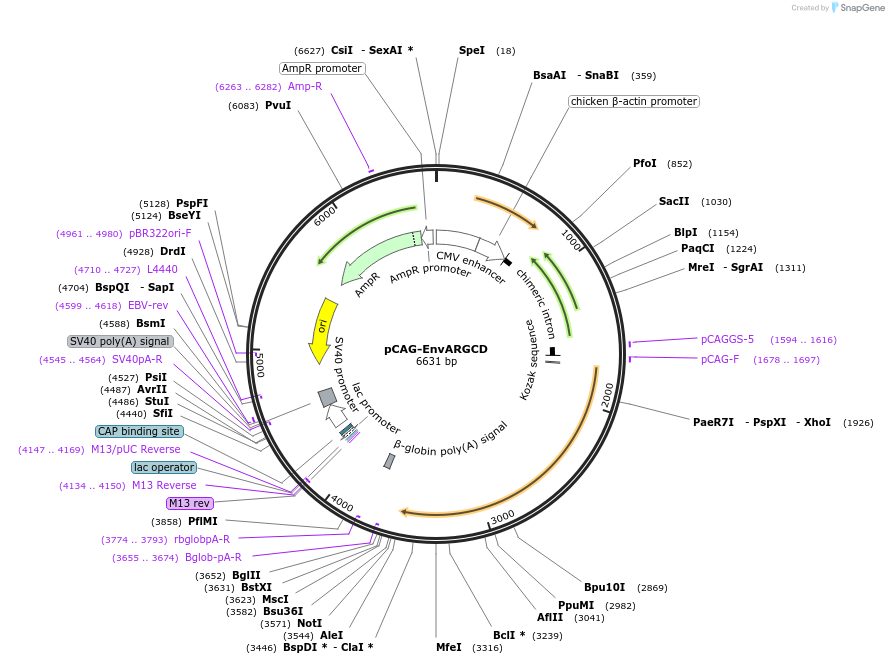 100800-plasmid-map-sequence-id-189516