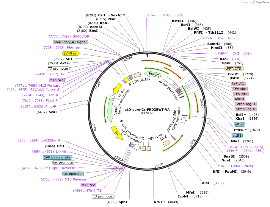 98688-plasmid-map-sequence-id-189552