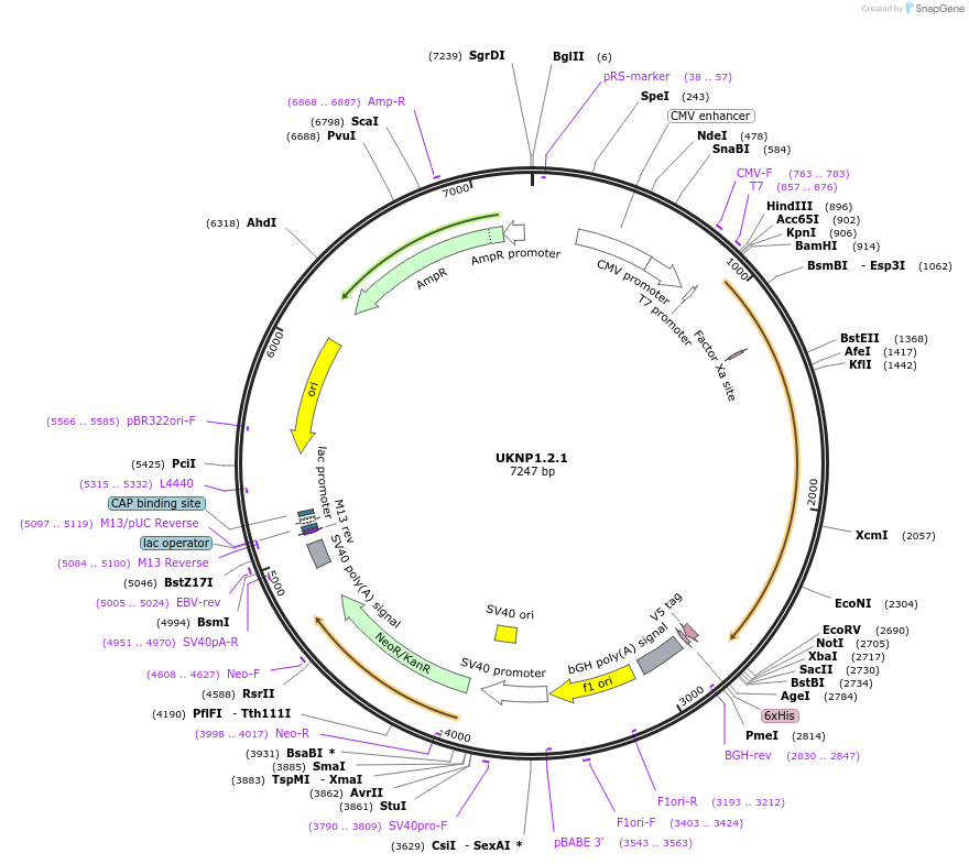 97356-plasmid-map-sequence-id-189571