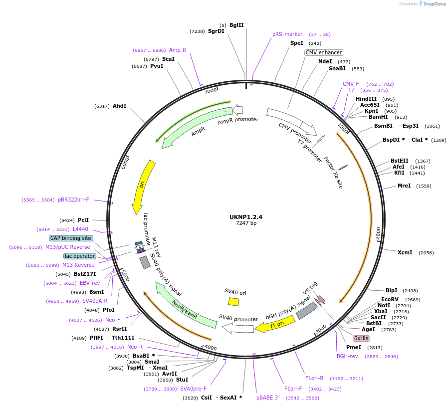 97359-plasmid-map-sequence-id-189636