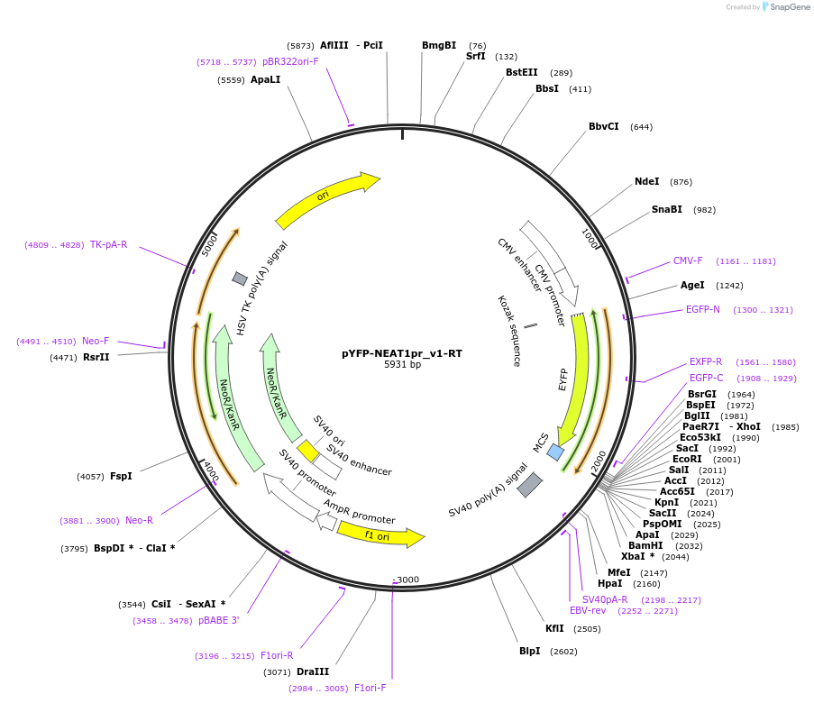 97087-plasmid-map-sequence-id-189642
