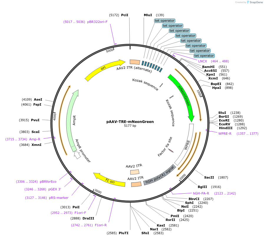99131-plasmid-map-sequence-id-189647