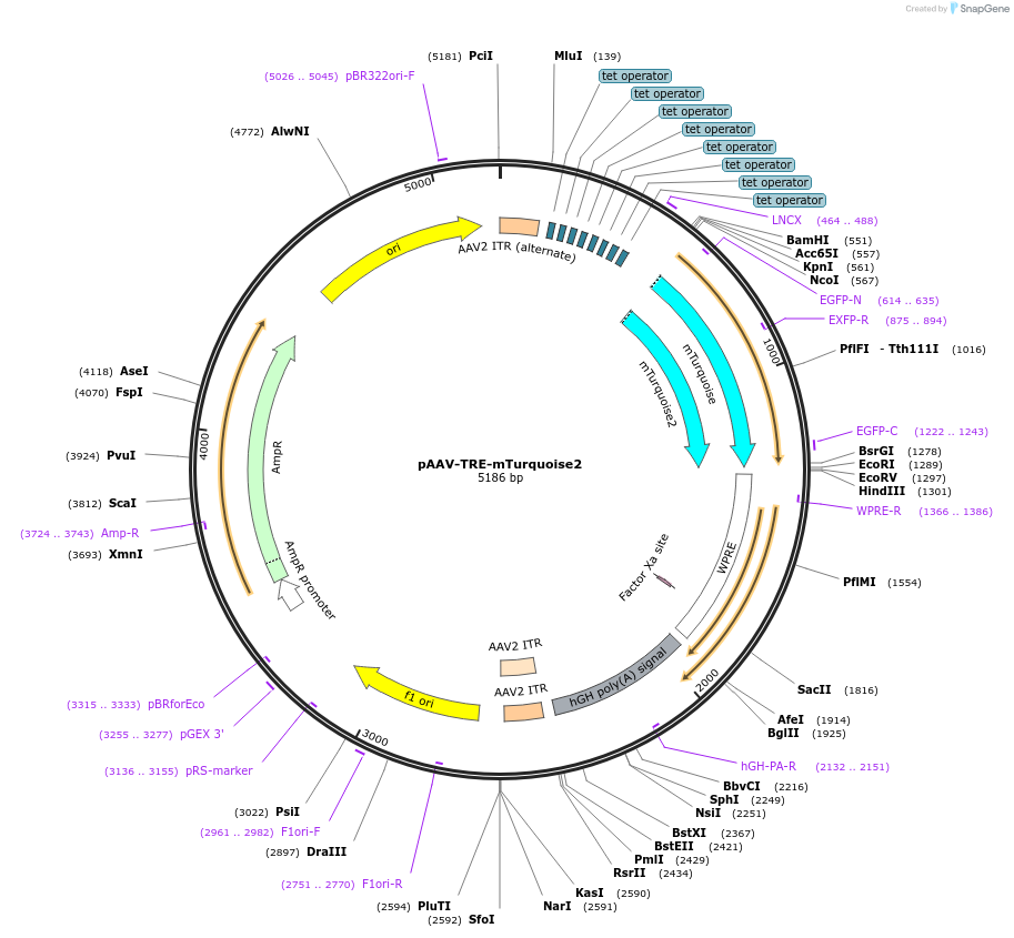 99113-plasmid-map-sequence-id-189650