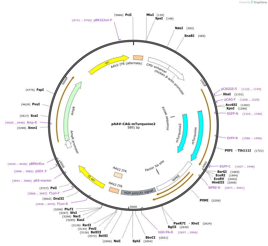 99122-plasmid-map-sequence-id-189655