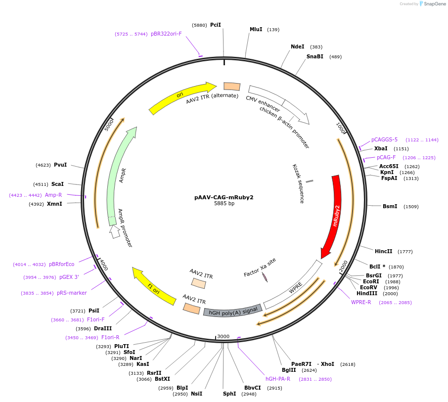 99123-plasmid-map-sequence-id-189656