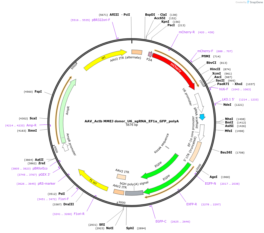 97311-plasmid-map-sequence-id-189663