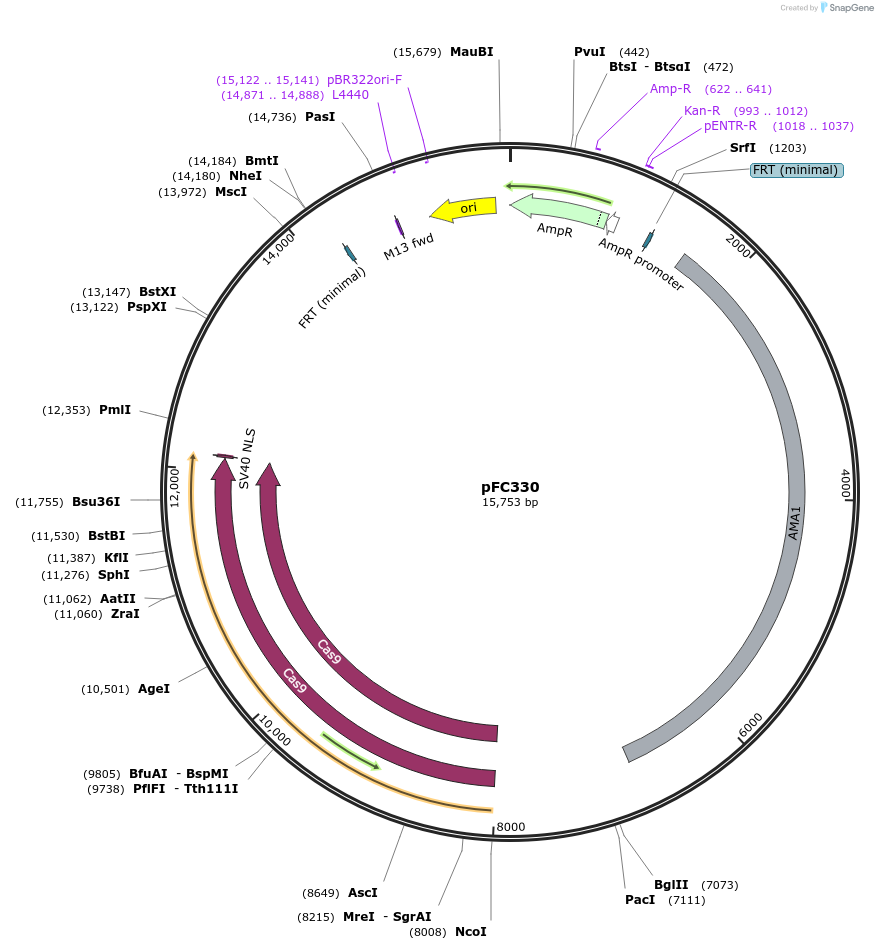 87842-plasmid-map-sequence-id-189665
