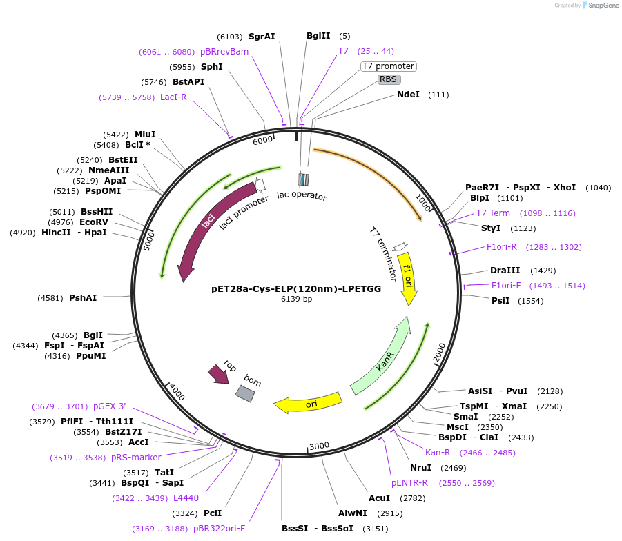 90472-plasmid-map-sequence-id-189666