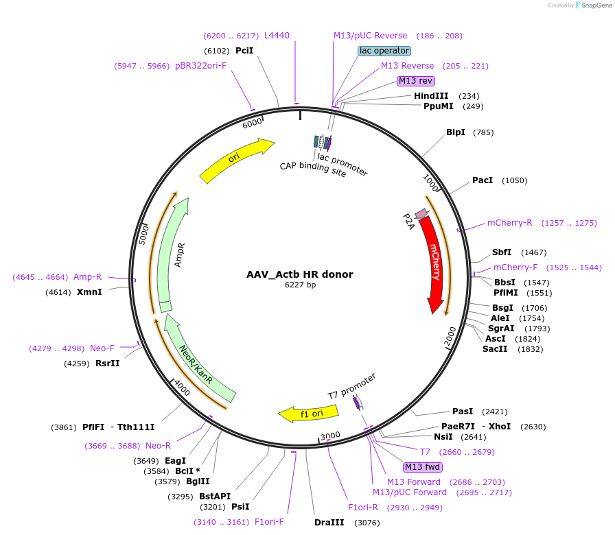 97317-plasmid-map-sequence-id-189670