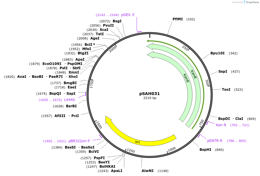 90330-plasmid-map-sequence-id-189687
