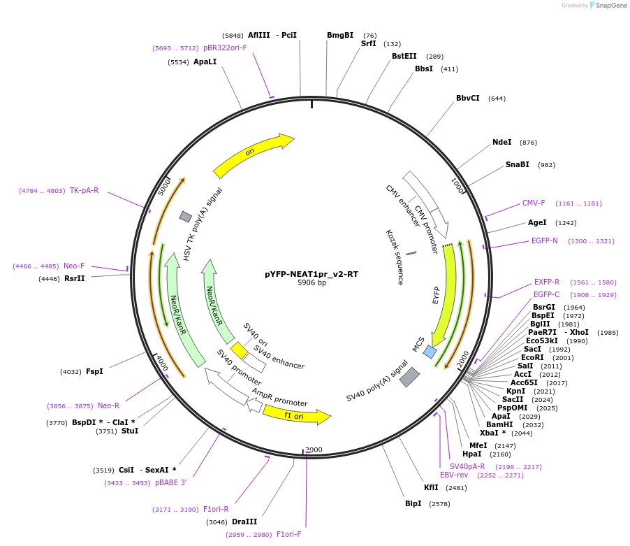 97088-plasmid-map-sequence-id-189688