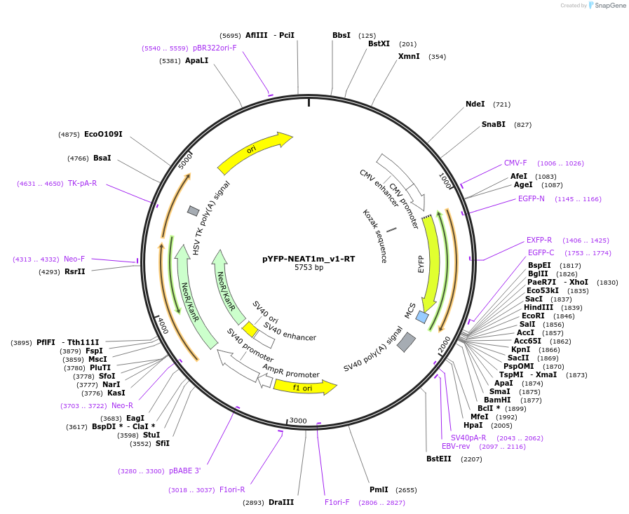 97089-plasmid-map-sequence-id-189689