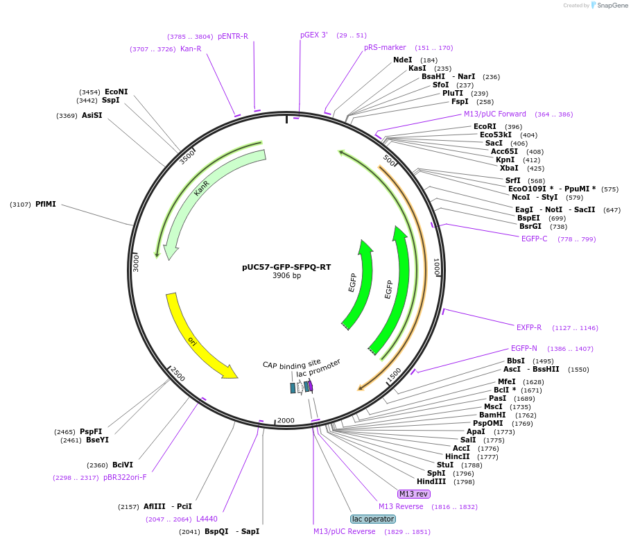 97090-plasmid-map-sequence-id-189690