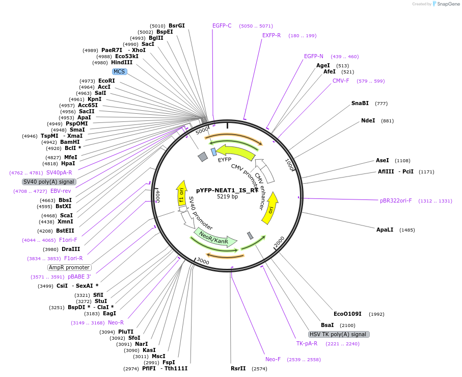 97091-plasmid-map-sequence-id-189691