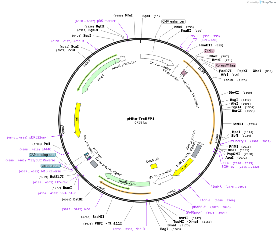 98997-plasmid-map-sequence-id-189692
