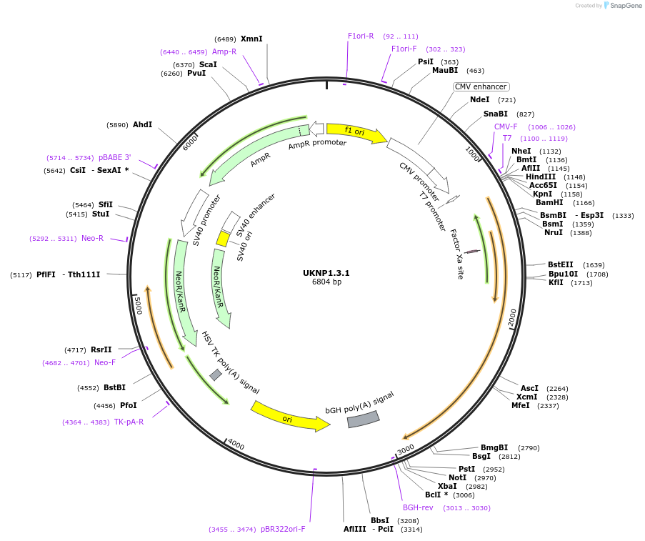 97361-plasmid-map-sequence-id-189744