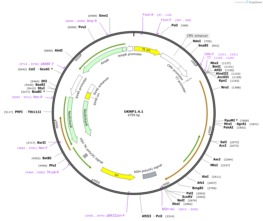 97363-plasmid-map-sequence-id-189748