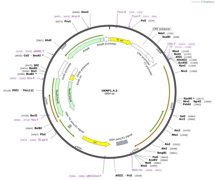 97364-plasmid-map-sequence-id-189752