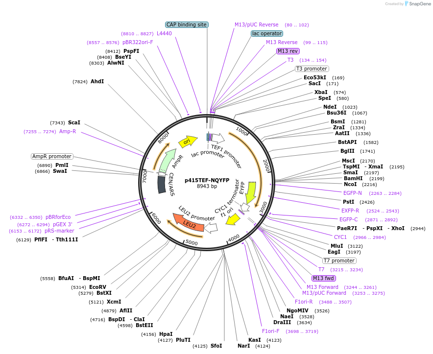 99554-plasmid-map-sequence-id-189756