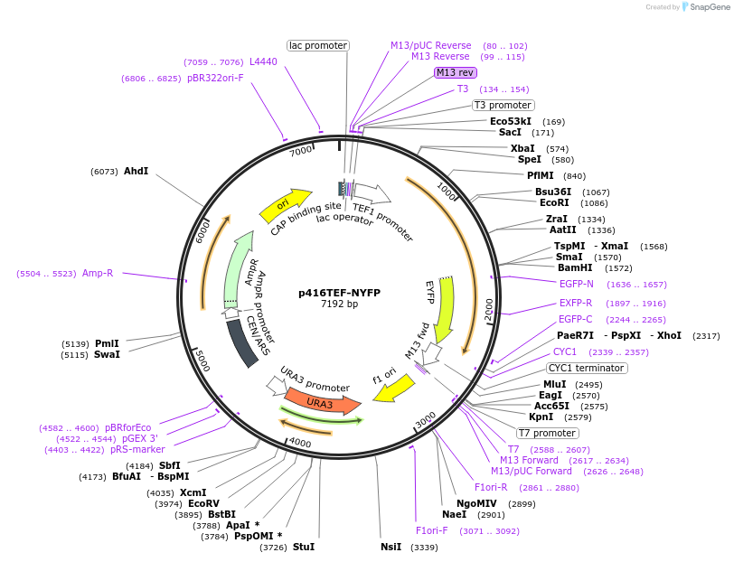 99553-plasmid-map-sequence-id-189770